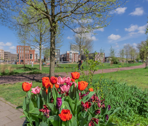 Tulpen uit Amsterdam in Spaarndammerbuurt en Houthaven