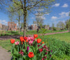 Tulpen uit Amsterdam in Spaarndammerbuurt en Houthaven